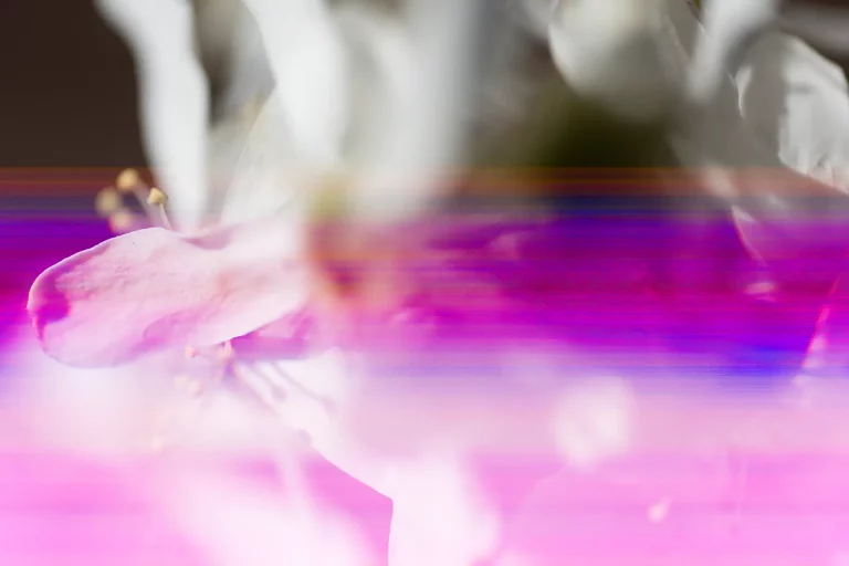 Annette Horn Photography – anomalie