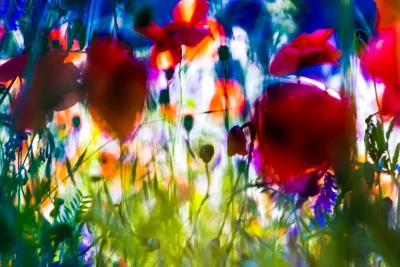 Annette Horn Photography – being in the middle of light