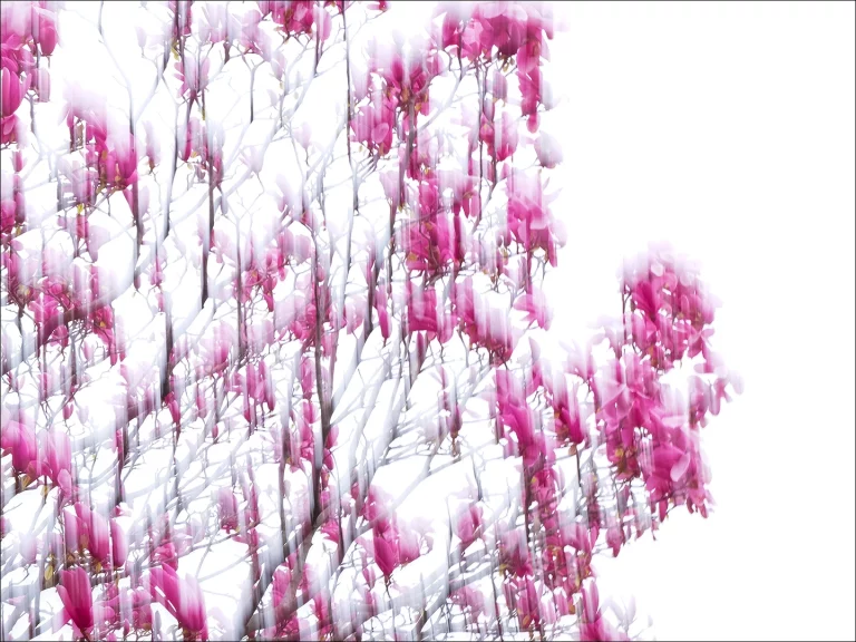 Annette Horn Photography – magnolien