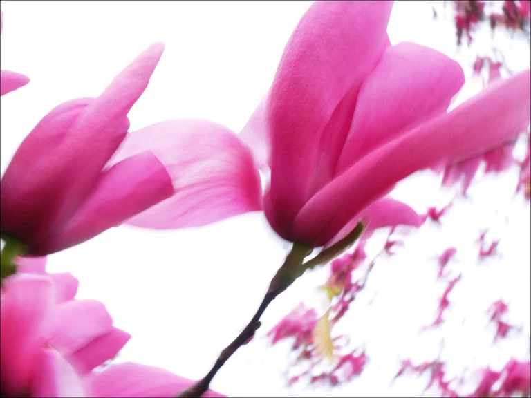 Annette Horn Photography – magnolien