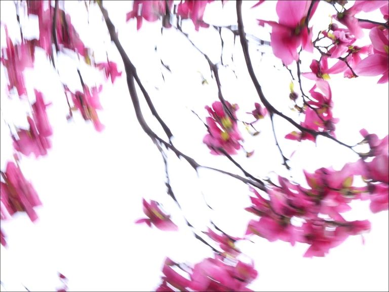 Annette Horn Photography – magnolien