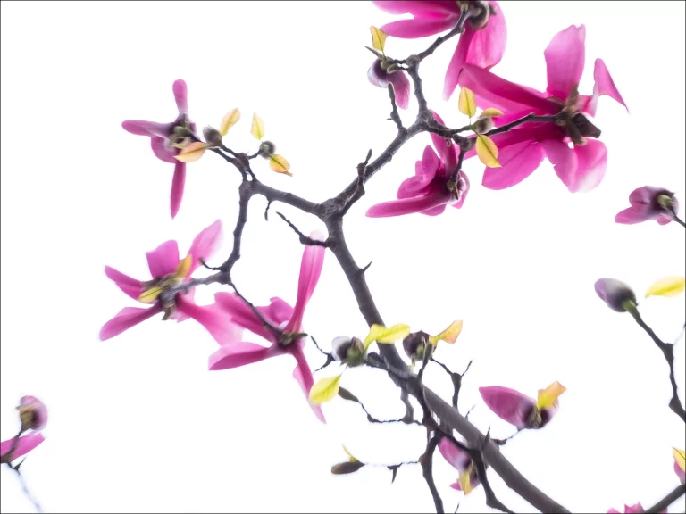 Annette Horn Photography – magnolien