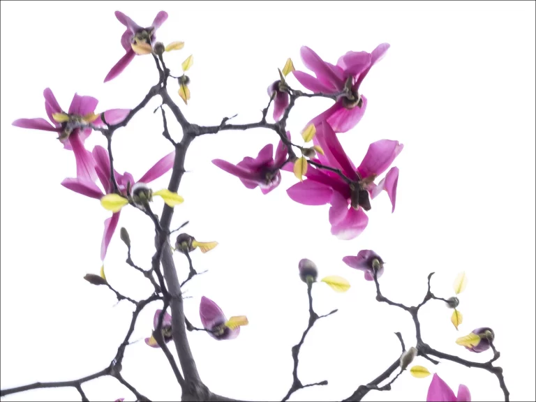 Annette Horn Photography – magnolien