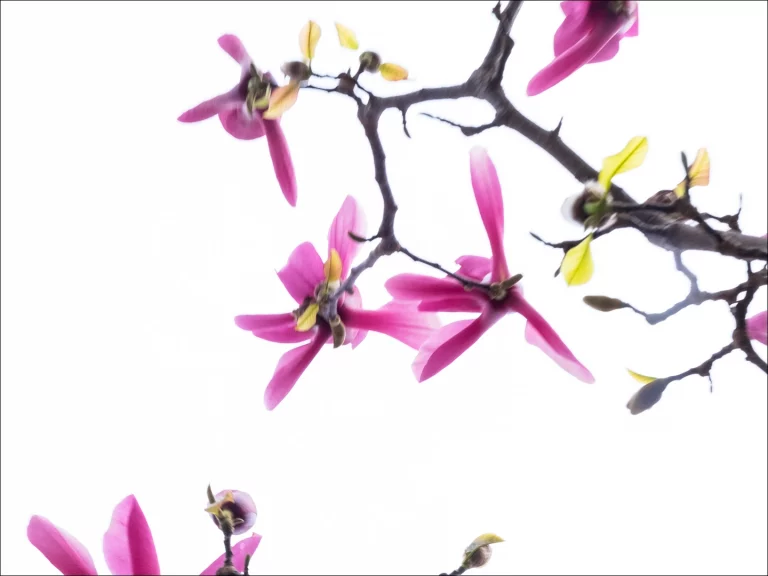 Annette Horn Photography – magnolien