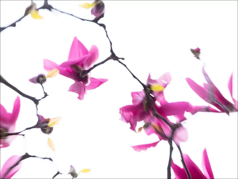 Annette Horn Photography – magnolien