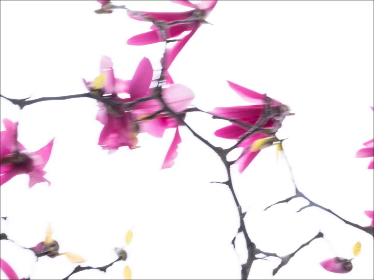 Annette Horn Photography – magnolien