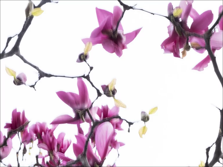 Annette Horn Photography – magnolien