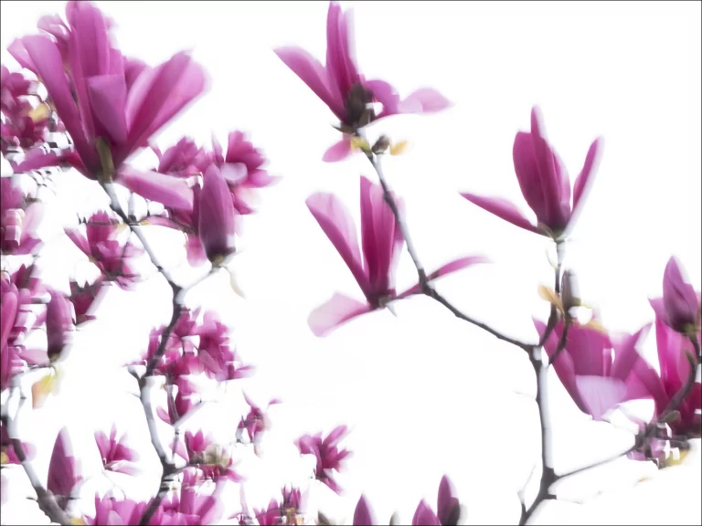 Annette Horn Photography – magnolien