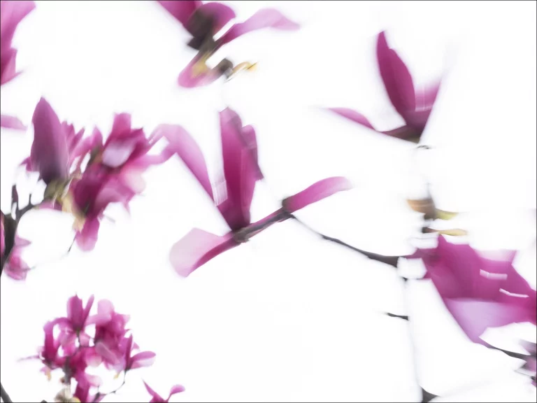 Annette Horn Photography – magnolien