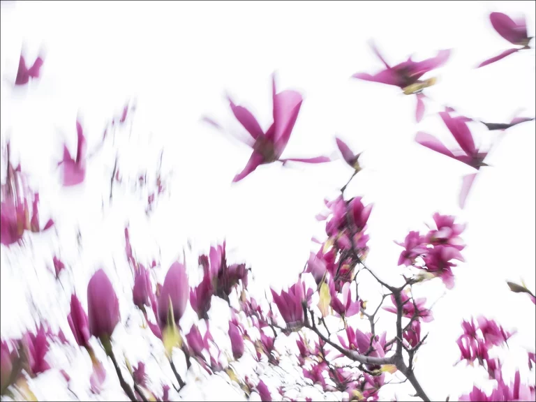 Annette Horn Photography – magnolien