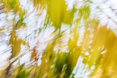 Annette Horn Photography – wald 01