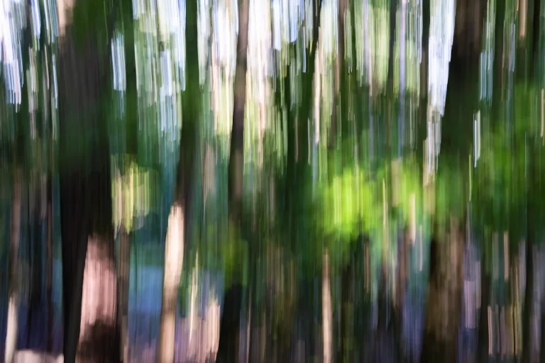 Annette Horn Photography – wald 02