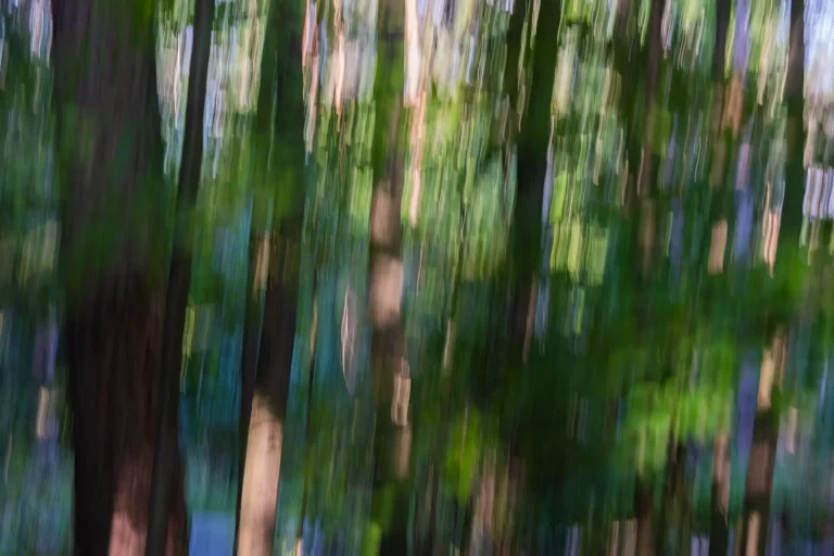 Annette Horn Photography – wald 03