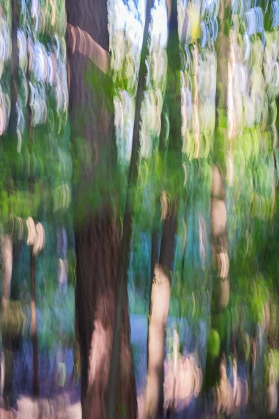 Annette Horn Photography – wald 04