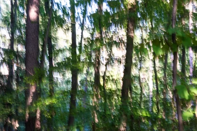 Annette Horn Photography – wald 05