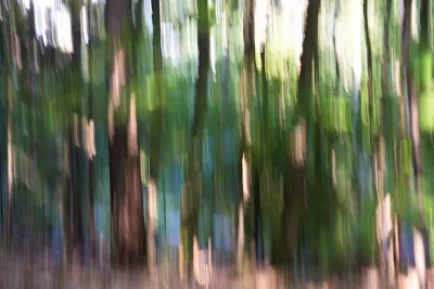 Annette Horn Photography – wald 06