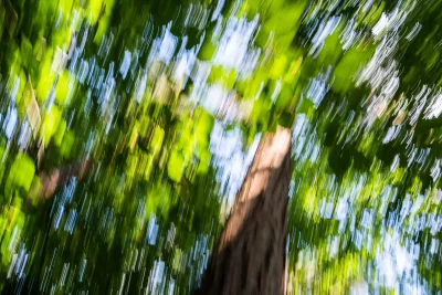 Annette Horn Photography – wald 07