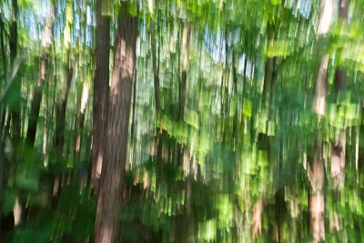 Annette Horn Photography – wald 08