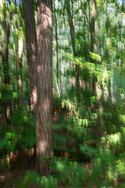 Annette Horn Photography – wald 09