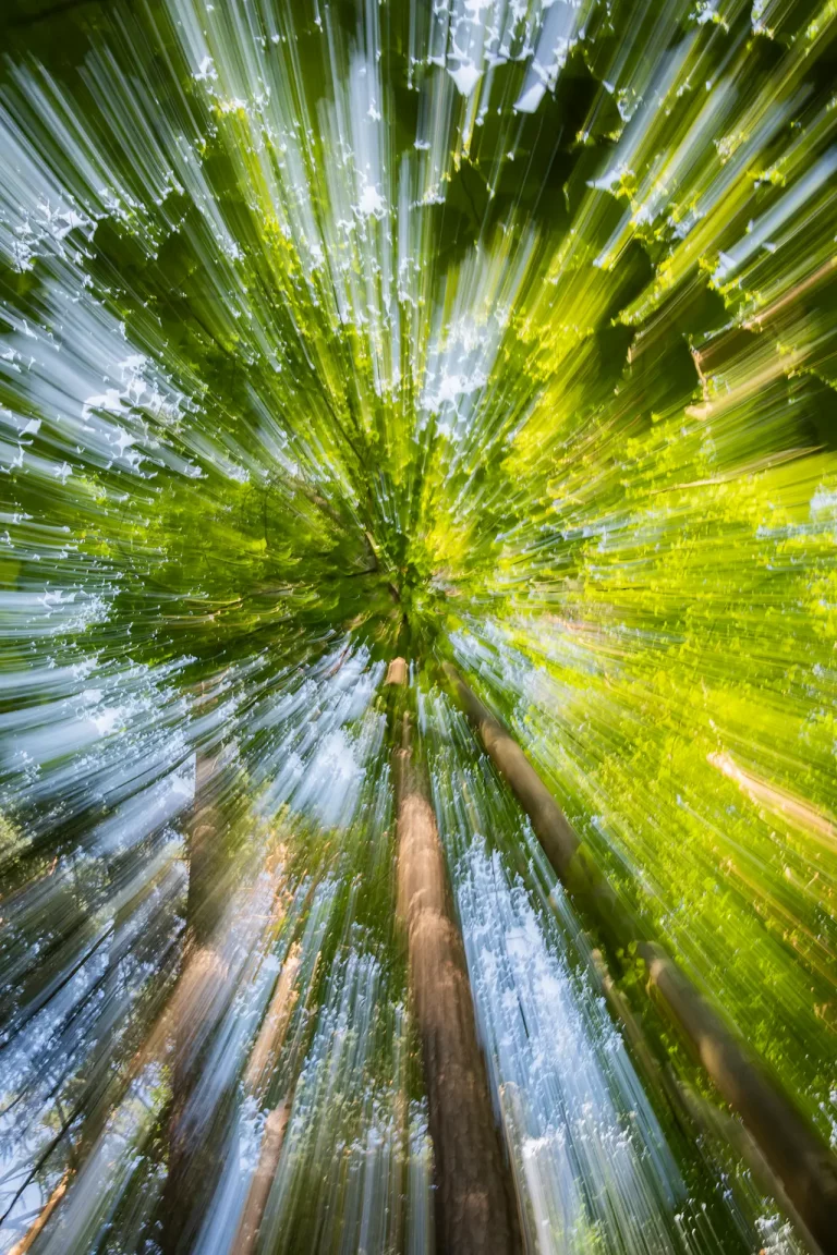 Annette Horn Photography – wald 10