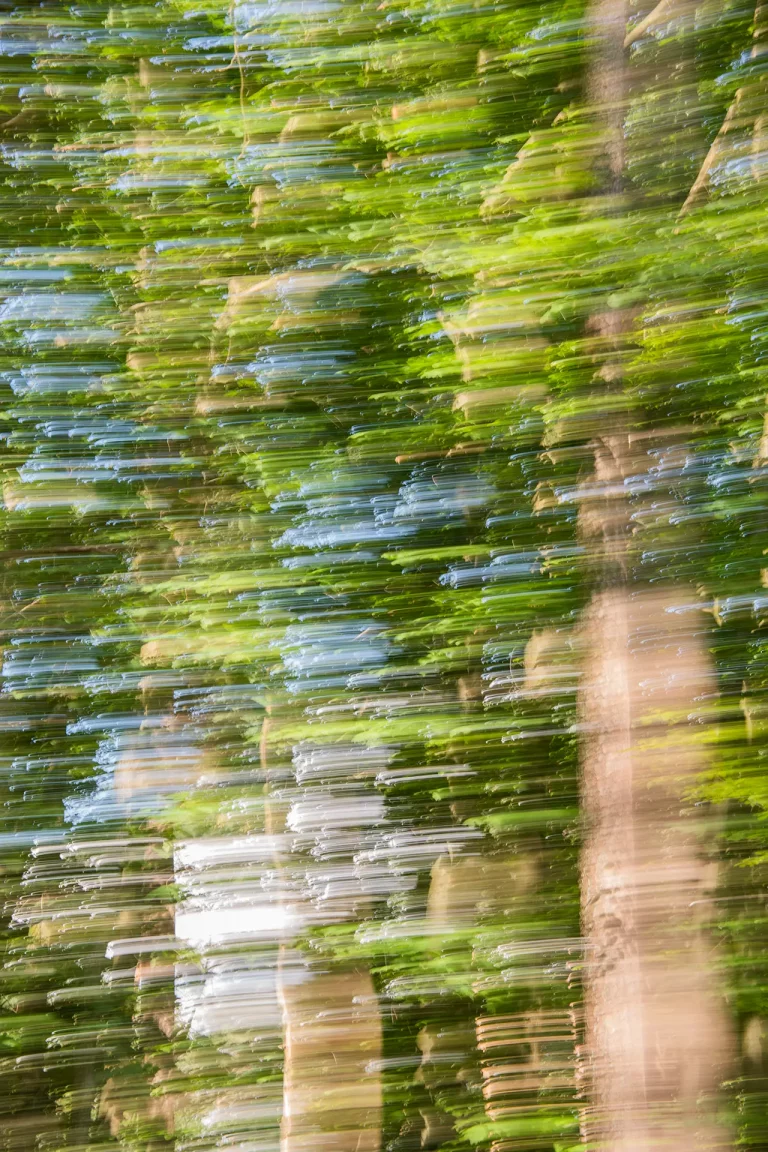 Annette Horn Photography – wald 12