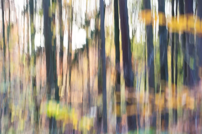 Annette Horn Photography – wald 14