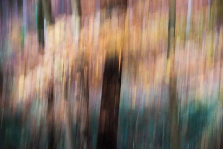 Annette Horn Photography – wald 15