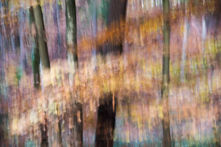 Annette Horn Photography – wald 16