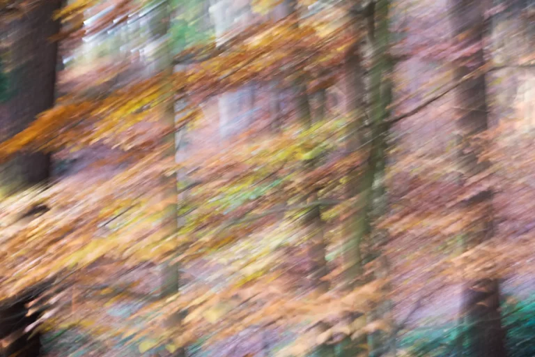 Annette Horn Photography – wald 17