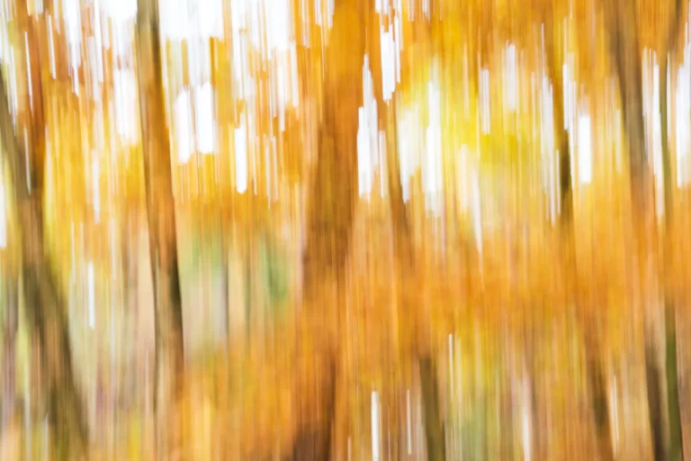 Annette Horn Photography – wald 18