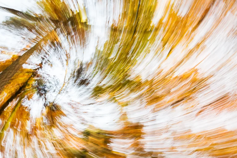 Annette Horn Photography – wald 19