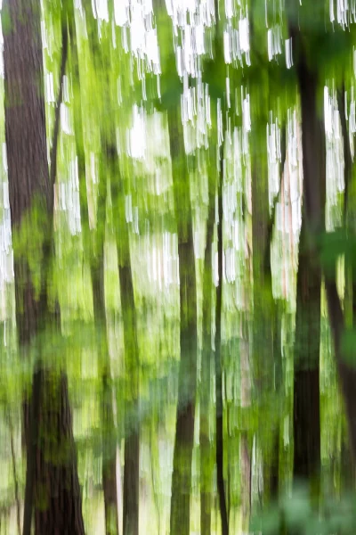 Annette Horn Photography – wald 20