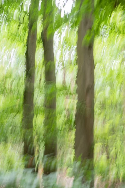 Annette Horn Photography – wald 21