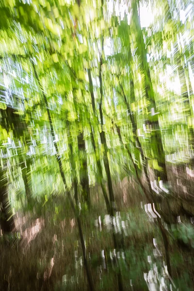 Annette Horn Photography – wald 22