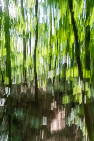 Annette Horn Photography – wald 23