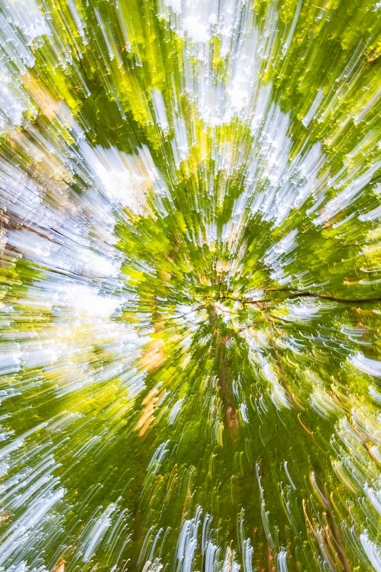 Annette Horn Photography – wald 24