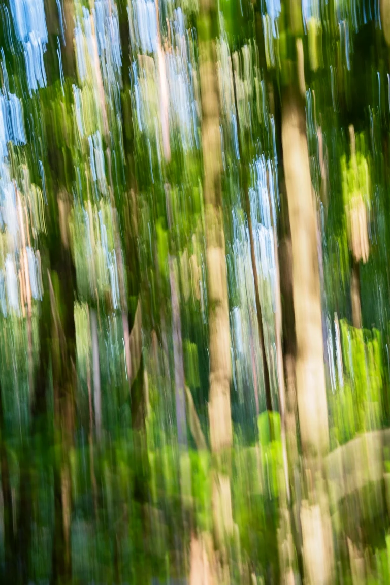 Annette Horn Photography – wald 25