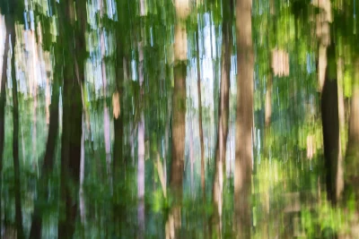 Annette Horn Photography – wald 26