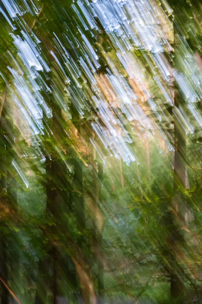 Annette Horn Photography – wald 28