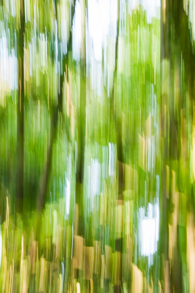 Annette Horn Photography – wald 29