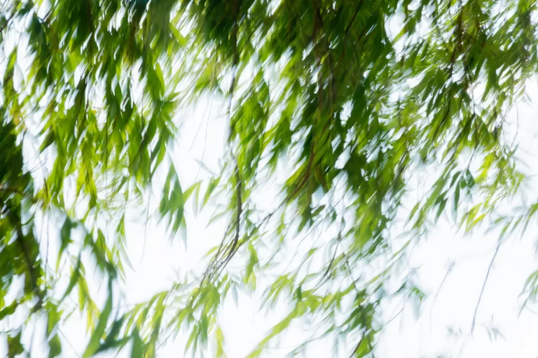 Annette Horn Photography – where the willows weep