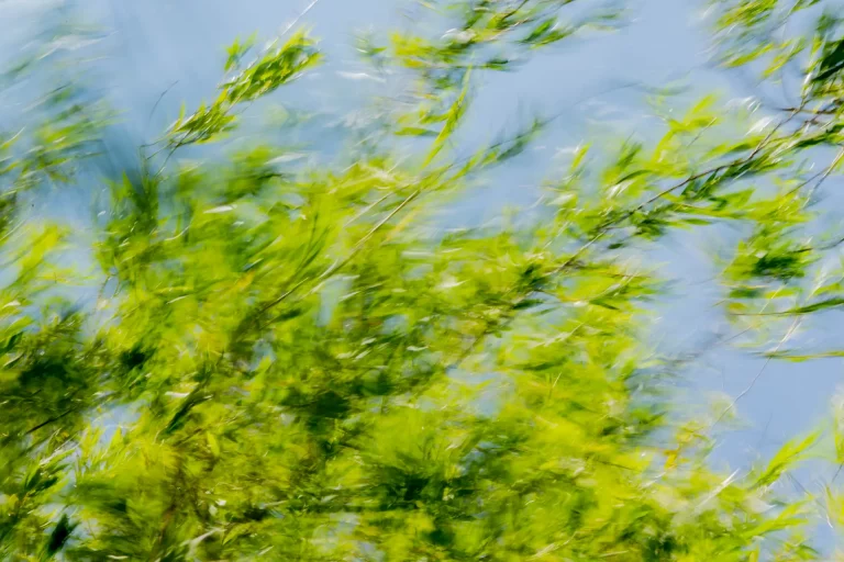 Annette Horn Photography – where the willows weep