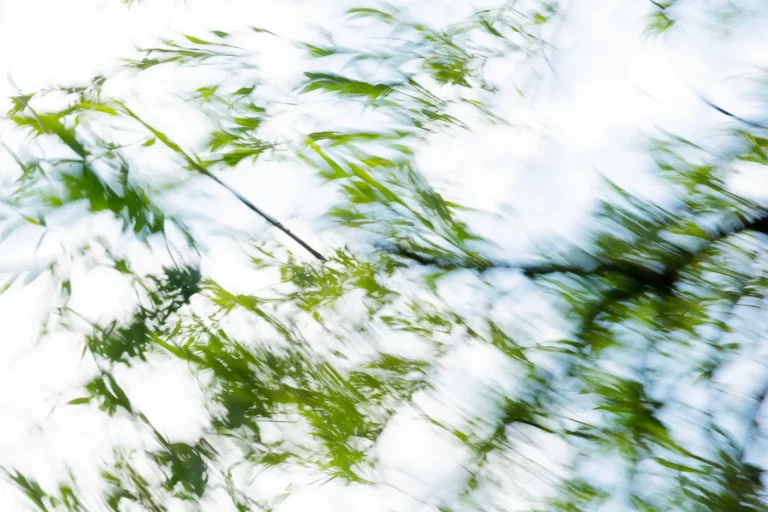 Annette Horn Photography – where the willows weep