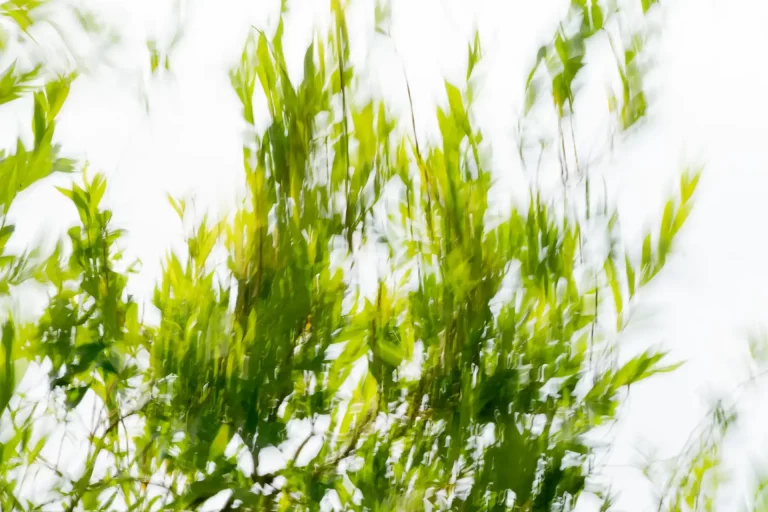 Annette Horn Photography – where the willows weep