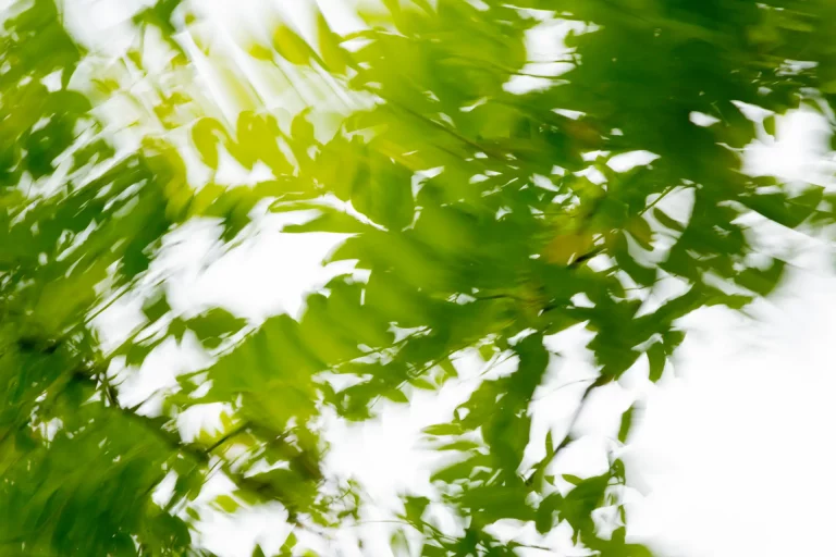 Annette Horn Photography – where the willows weep