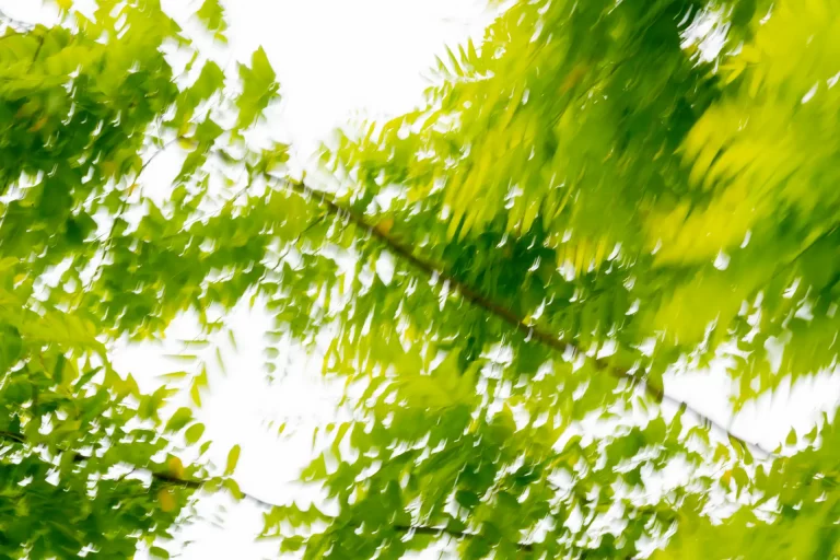 Annette Horn Photography – where the willows weep