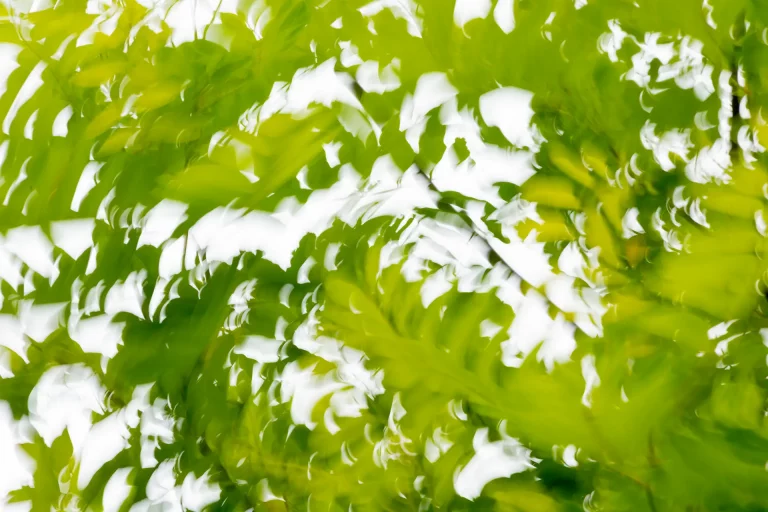 Annette Horn Photography – where the willows weep