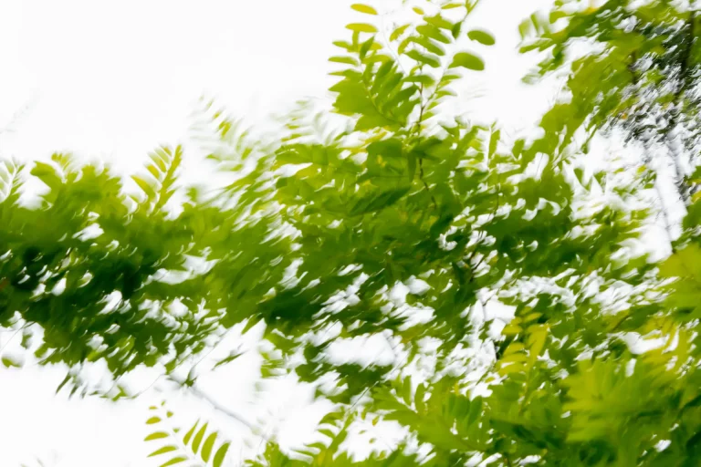 Annette Horn Photography – where the willows weep