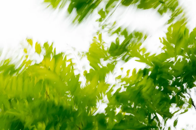 Annette Horn Photography – where the willows weep