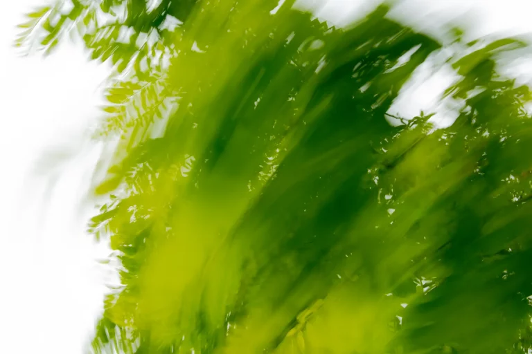 Annette Horn Photography – where the willows weep